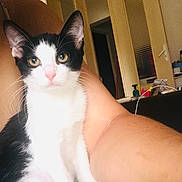 Princesse a rejoint le concours — aidez-le/la à gagner de superbes lots ! cat, kitten, black_and_white, pet, indoor, lap, person, ear, whiskers, fur, home, door, furniture, relaxing, looking, animal, cute, young, sitting, domestic