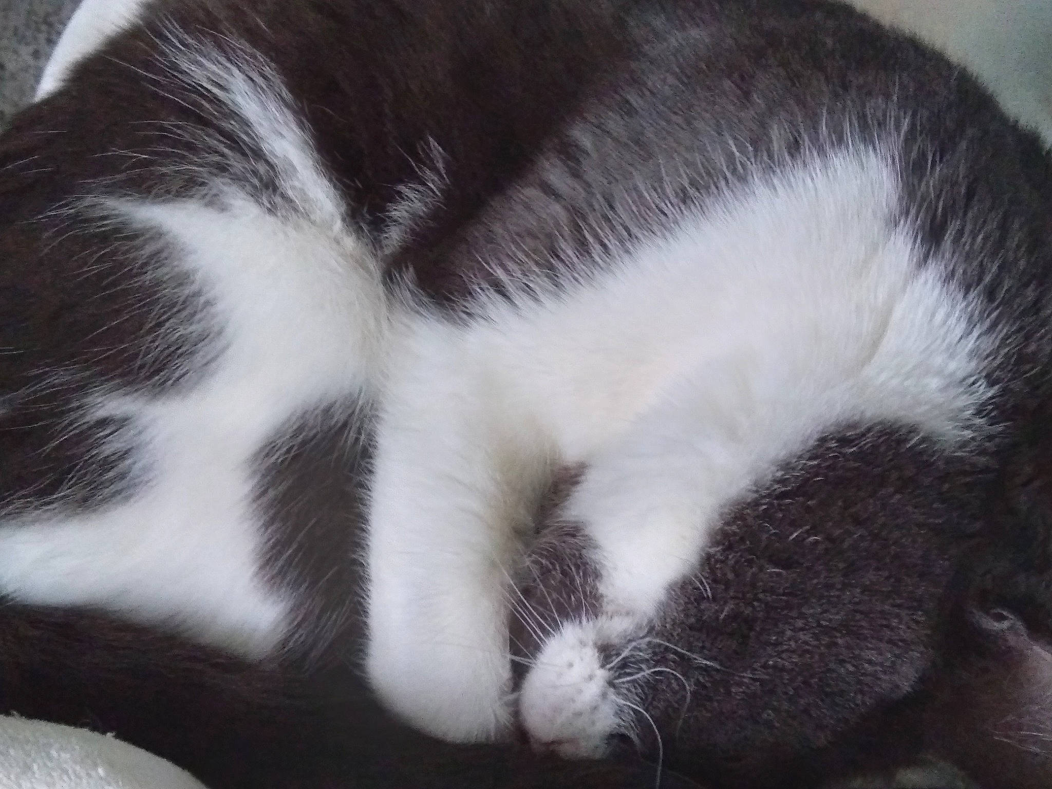 Lilly participe au concours pour gagner de l'argent avec cette photo : carnivore, cat, claw, comfort, domestic_short_haired_cat, felidae, fur, monochrome_photography, nap, paw, sleep, small_to_medium_sized_cats, snout, tail, terrestrial_animal, whiskers