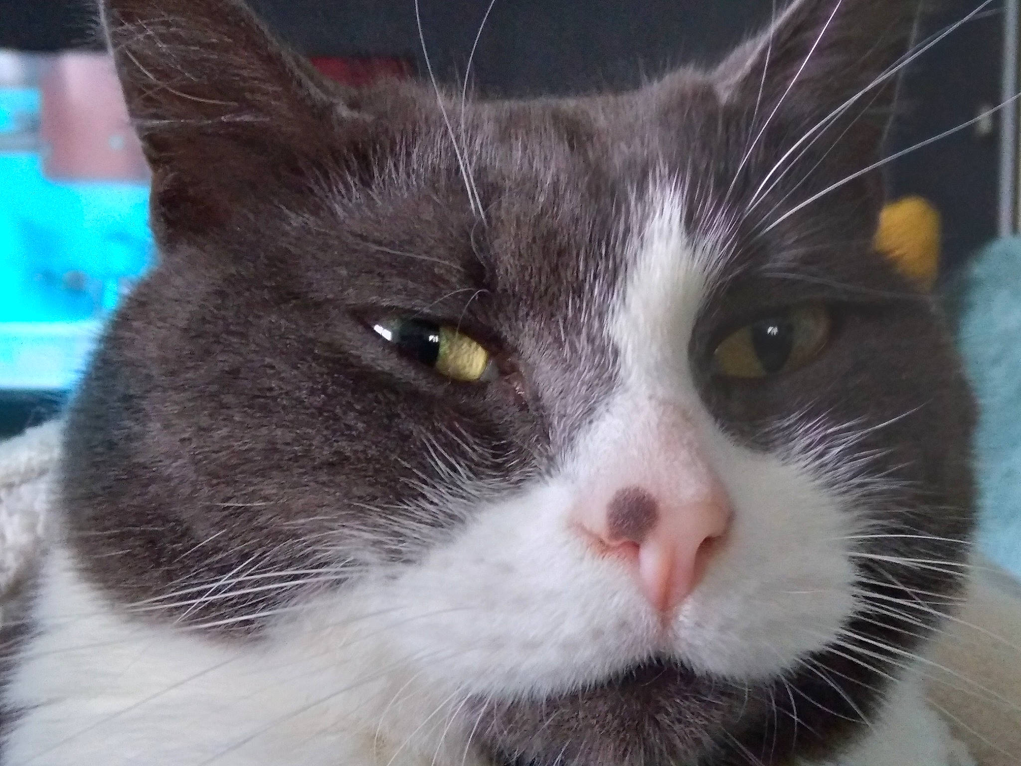 Lilly participe au concours pour gagner de l'argent avec cette photo : carnivore, cat, domestic_short_haired_cat, eye, felidae, fur, hair, head, human_body, iris, nose, small_to_medium_sized_cats, snout, terrestrial_animal, whiskers