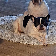 Lilou Tina a rejoint le concours — aidez-le/la à gagner de superbes lots ! dog, french_bulldog, pet, indoor, floor, rug, white_rug, black_and_white, animal, canine, two_dogs, lying_down, sitting, wooden_floor, fur, ears, face, cute, companion, home