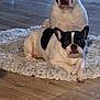 dog, french_bulldog, pet, indoor, floor, rug, white_rug, black_and_white, animal, canine, two_dogs, lying_down, sitting, wooden_floor, fur, ears, face, cute, companion, home