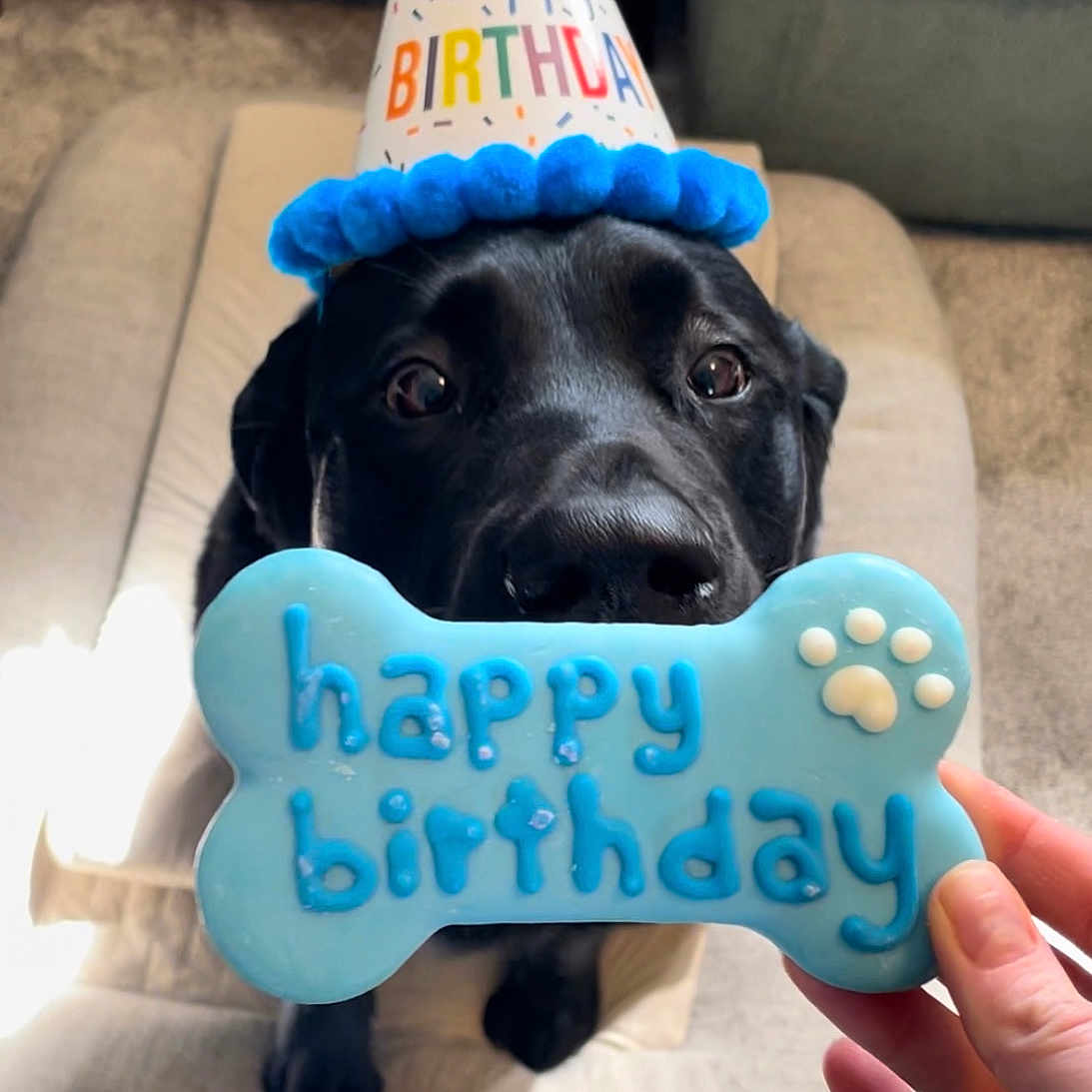 Cooper joined the competition — help win amazing prizes! animal, birthdaycake, cake, canine, cat, clothing, cream, dessert, dog, face, food, hat, head, labradorretriever, partyhat, person, pet, photography, portrait, puppy