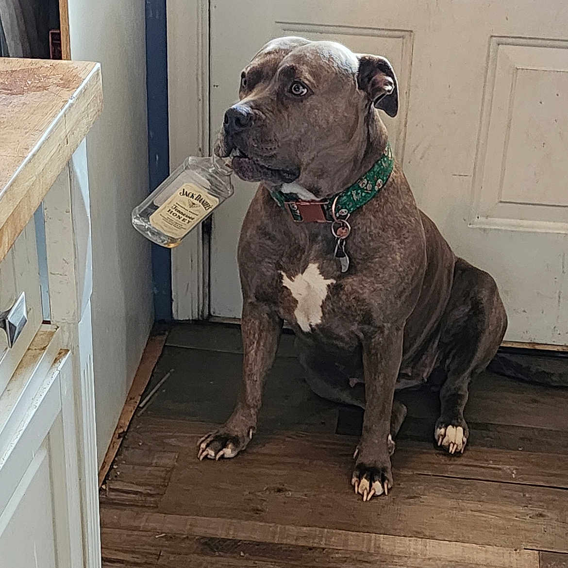 Tinkerbell joined the competition — help win amazing prizes! animal, bottle, boxer, bulldog, canine, cosmetics, dog, furniture, hardwood, hound, indoors, interiordesign, perfume, pet, pitbull, plywood, puppy, snout, stainedwood, wood