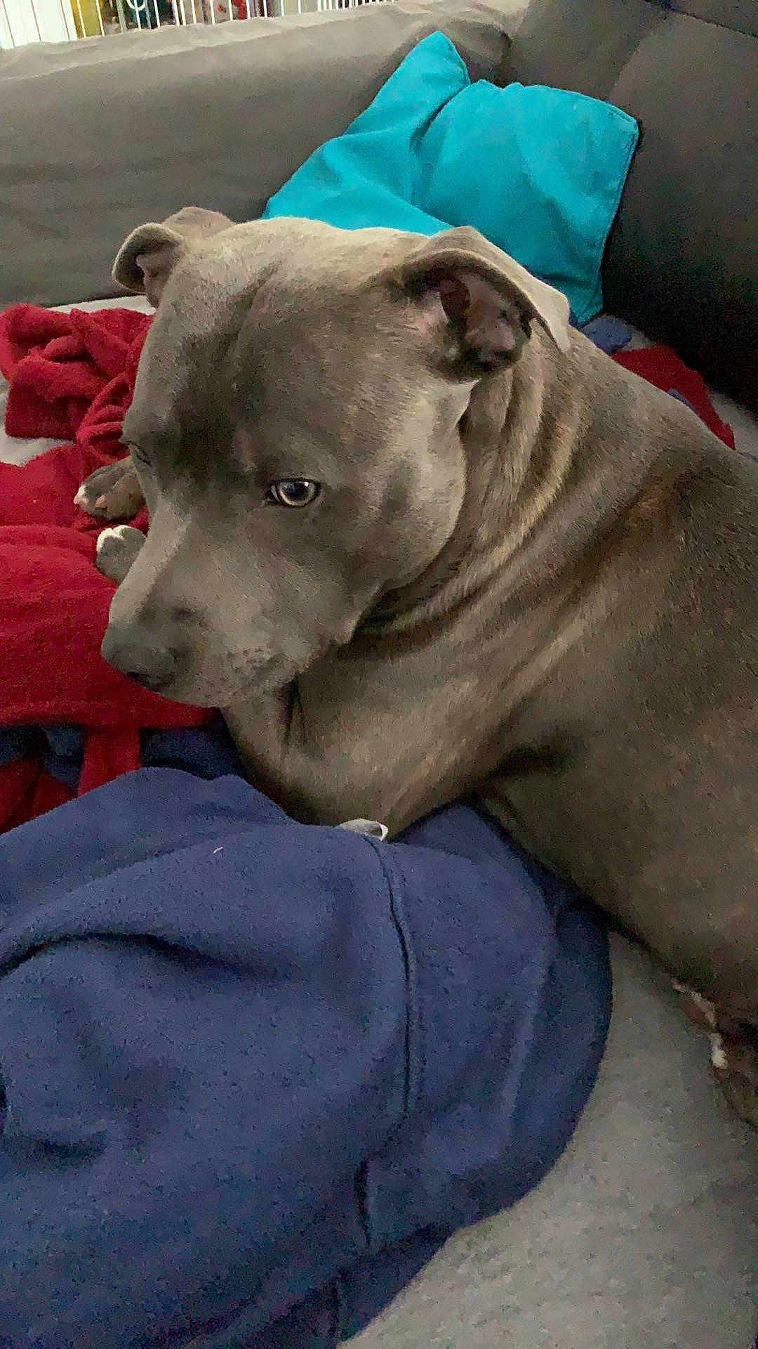 Pepper a rejoint le concours — aidez-le/la à gagner de superbes lots ! american_pit_bull_terrier, american_staffordshire_terrier, canidae, carnivore, cordoba_fighting_dog, dog, dog_breed, fawn, mammal, non_sporting_group, pit_bull, snout, sporting_group, staffordshire_bull_terrier, vertebrate