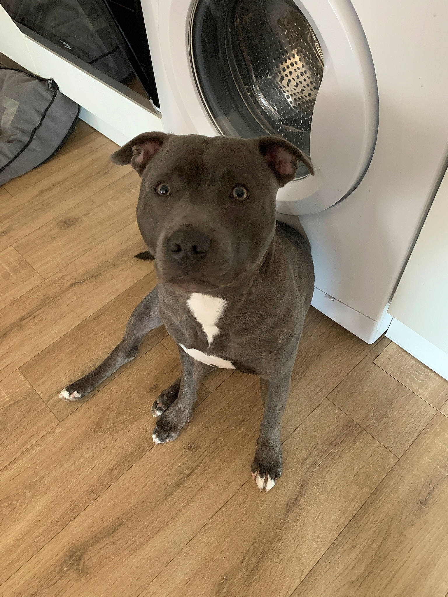 Pepper a rejoint le concours — aidez-le/la à gagner de superbes lots ! american_pit_bull_terrier, american_staffordshire_terrier, bull_and_terrier, canidae, carnivore, dog, dog_breed, fawn, mammal, non_sporting_group, pit_bull, puppy, rare_breed_dog, snout, sporting_group, staffordshire_bull_terrier
