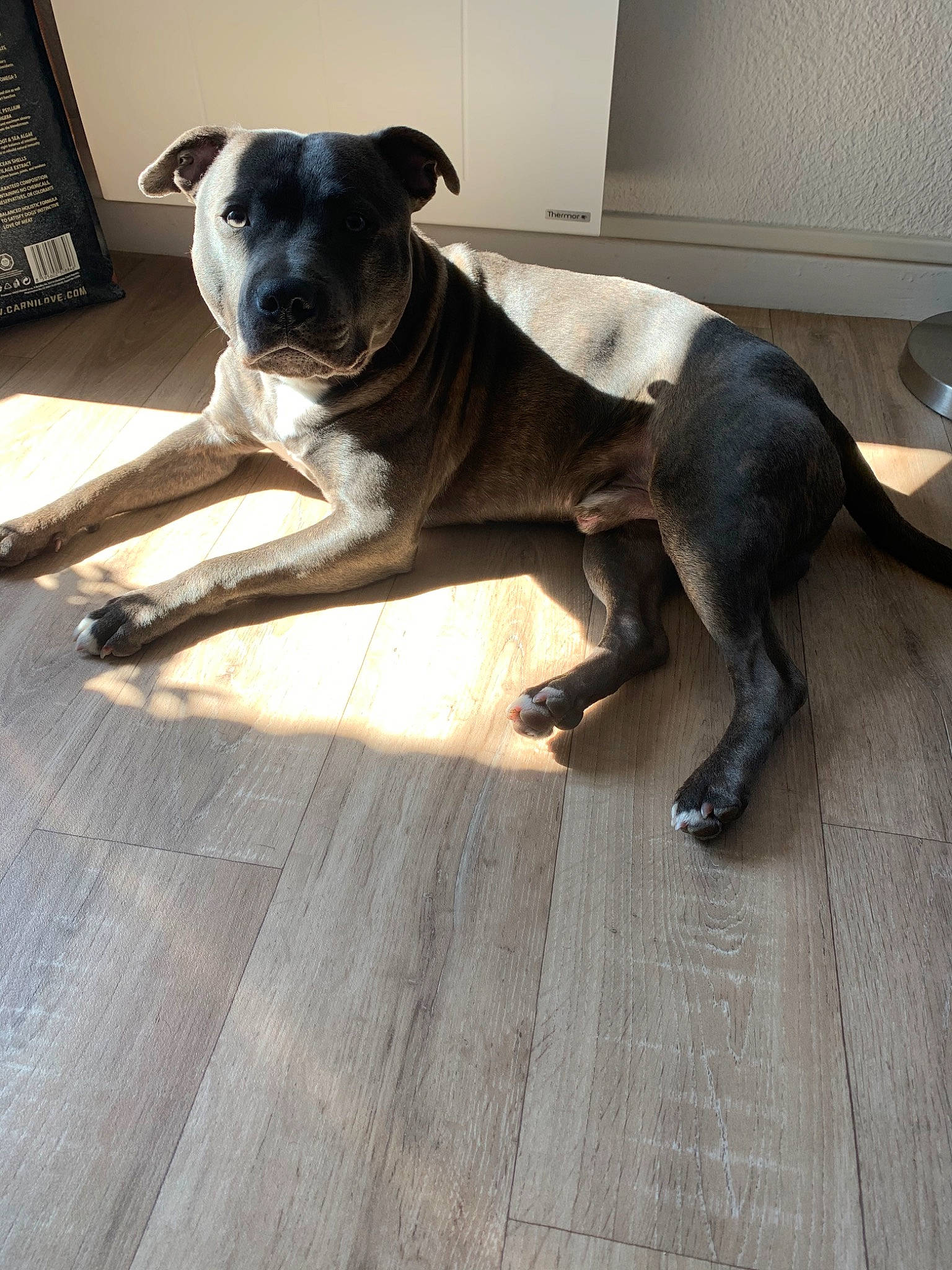 Pepper participe au concours pour gagner de l'argent avec cette photo : american_pit_bull_terrier, american_staffordshire_terrier, canidae, carnivore, companion_dog, dog, dog_breed, fawn, floor, mammal, non_sporting_group, pit_bull, staffordshire_bull_terrier, tail, vertebrate