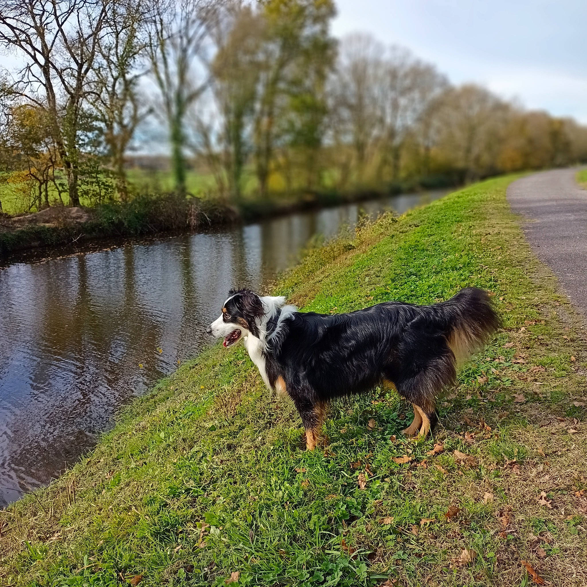 Nuky a rejoint le concours — aidez-le/la à gagner de superbes lots ! bank, canidae, carnivore, channel, companion_dog, dog, dog_breed, fluvial_landforms_of_streams, hunting_dog, mammal, pond, reflection, reservoir, snout, sporting_group, tail, watercourse, waterway, wetland, working_animal