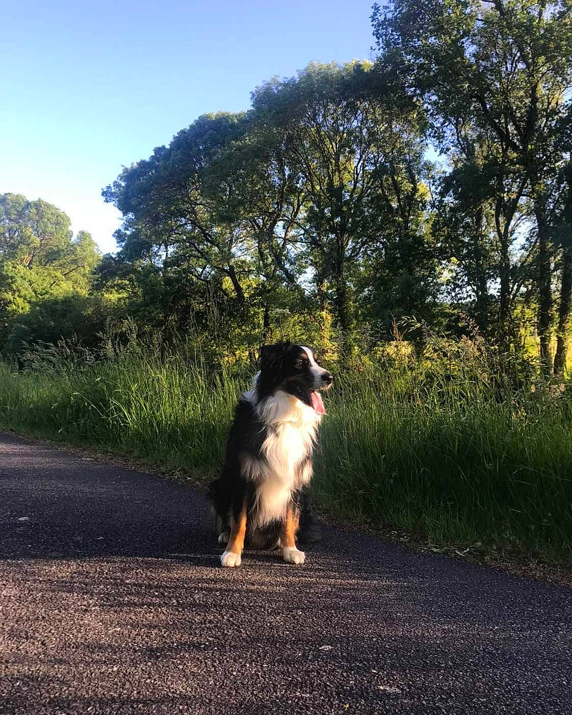 Nuky participe au concours pour gagner de l'argent avec cette photo : canidae, carnivore, companion_dog, dog, dog_breed, glass, herding_dog, light, mammal, snout, sporting_group, sunlight, tar, toy_dog, working_animal, working_dog