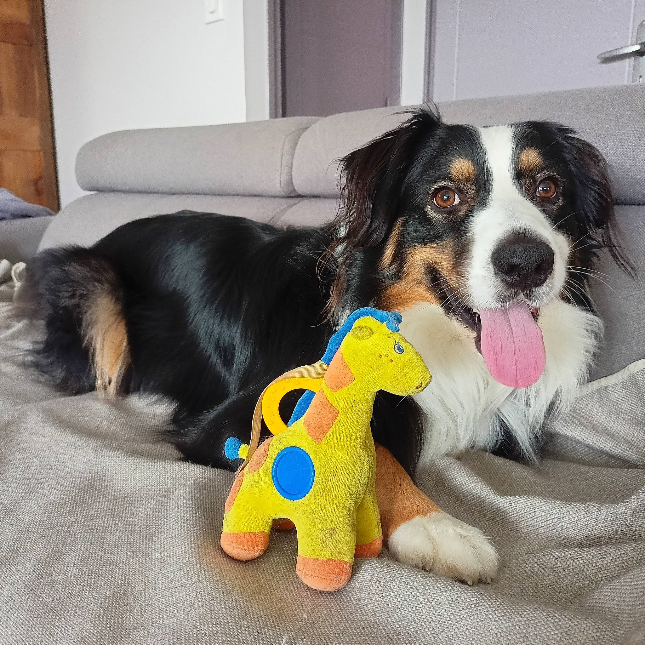 Nuky a rejoint le concours — aidez-le/la à gagner de superbes lots ! baby_toys, carnivore, companion_dog, couch, dog, dog_breed, dog_supply, home, interior_design, living_room, mammal, pet_supply, plush, room, snout, sporting_group, stuffed_toy, toy, vertebrate, working_animal