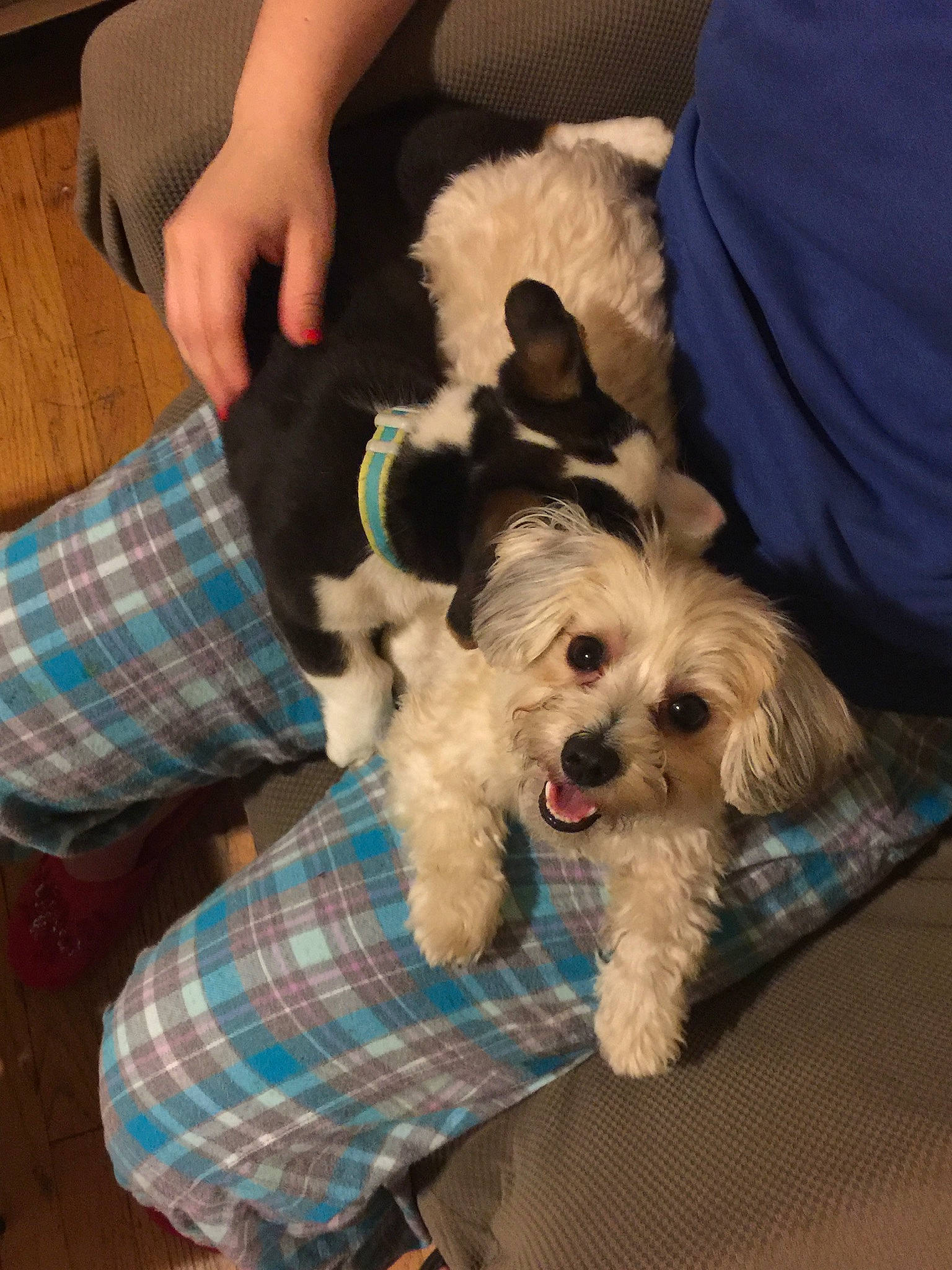 Kobe joined the competition — help win amazing prizes! canidae, carnivore, companion_dog, dog, dog_breed, dog_supply, fur, maltepoo, pattern, pet_supply, plaid, puppy, small_terrier, sporting_group, tartan, terrier, toy_dog, vertebrate, wood_flooring, working_animal