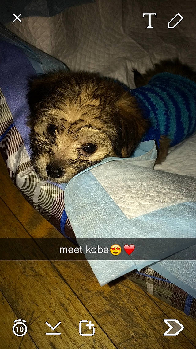 Kobe joined the competition — help win amazing prizes! canidae, carnivore, companion_dog, dog, dog_bed, dog_breed, dog_supply, fur, laminate_flooring, liver, pet_supply, puppy, small_terrier, sporting_group, toy_dog, vertebrate, wood_flooring, working_animal, working_dog, yorkipoo