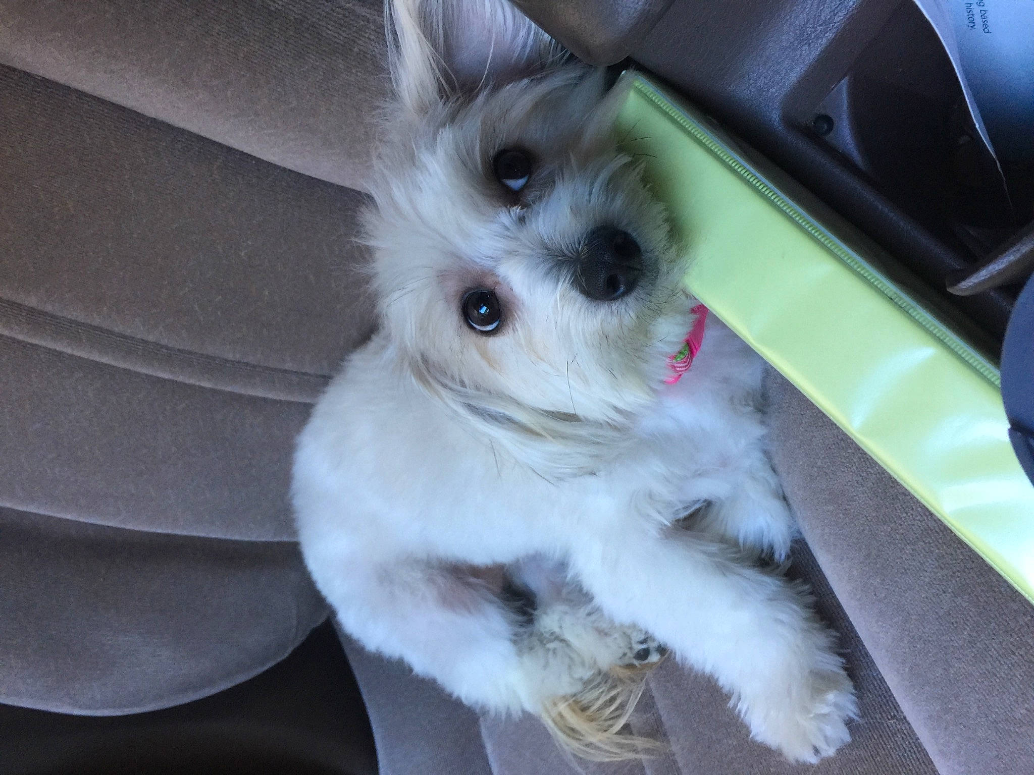 Kobe is registered to the contest to win money with this photo: canidae, carnivore, companion_dog, dog, dog_breed, dog_supply, fur, non_sporting_group, pet_supply, puppy, small_terrier, snout, terrier, toy_dog, west_highland_white_terrier, working_animal, working_dog