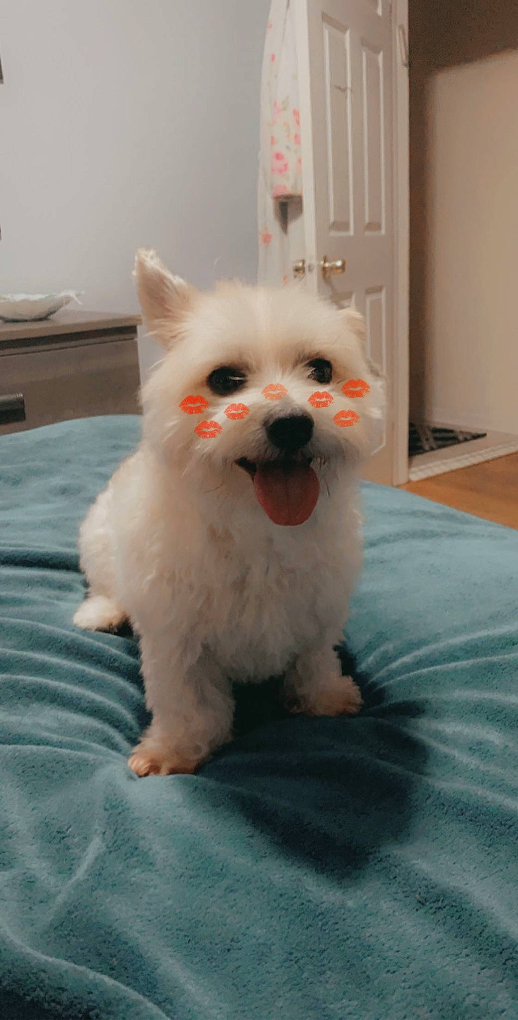 Kobe joined the competition — help win amazing prizes! aqua, canidae, carnivore, companion_dog, dog, dog_breed, dog_supply, linens, mammal, non_sporting_group, pink, puppy, small_terrier, snout, teal, terrier, tongue, toy_dog, vertebrate, working_animal