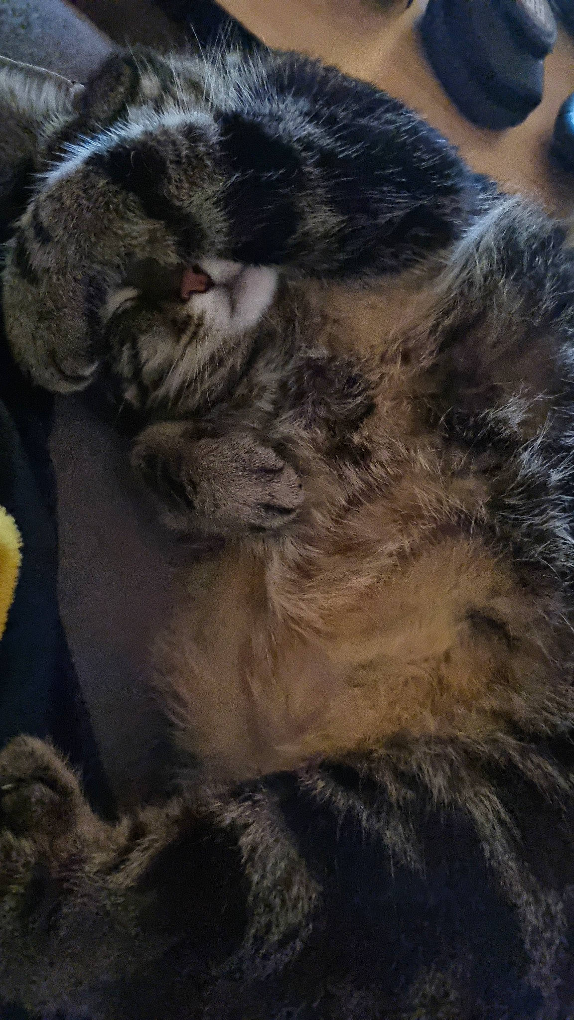 Djancko participe au concours pour gagner de l'argent avec cette photo : canidae, carnivore, cat, claw, cloud, dog_breed, domestic_short_haired_cat, felidae, fur, grey, nap, paw, sky, small_to_medium_sized_cats, snout, tail, terrestrial_animal, whiskers, wildlife, wood