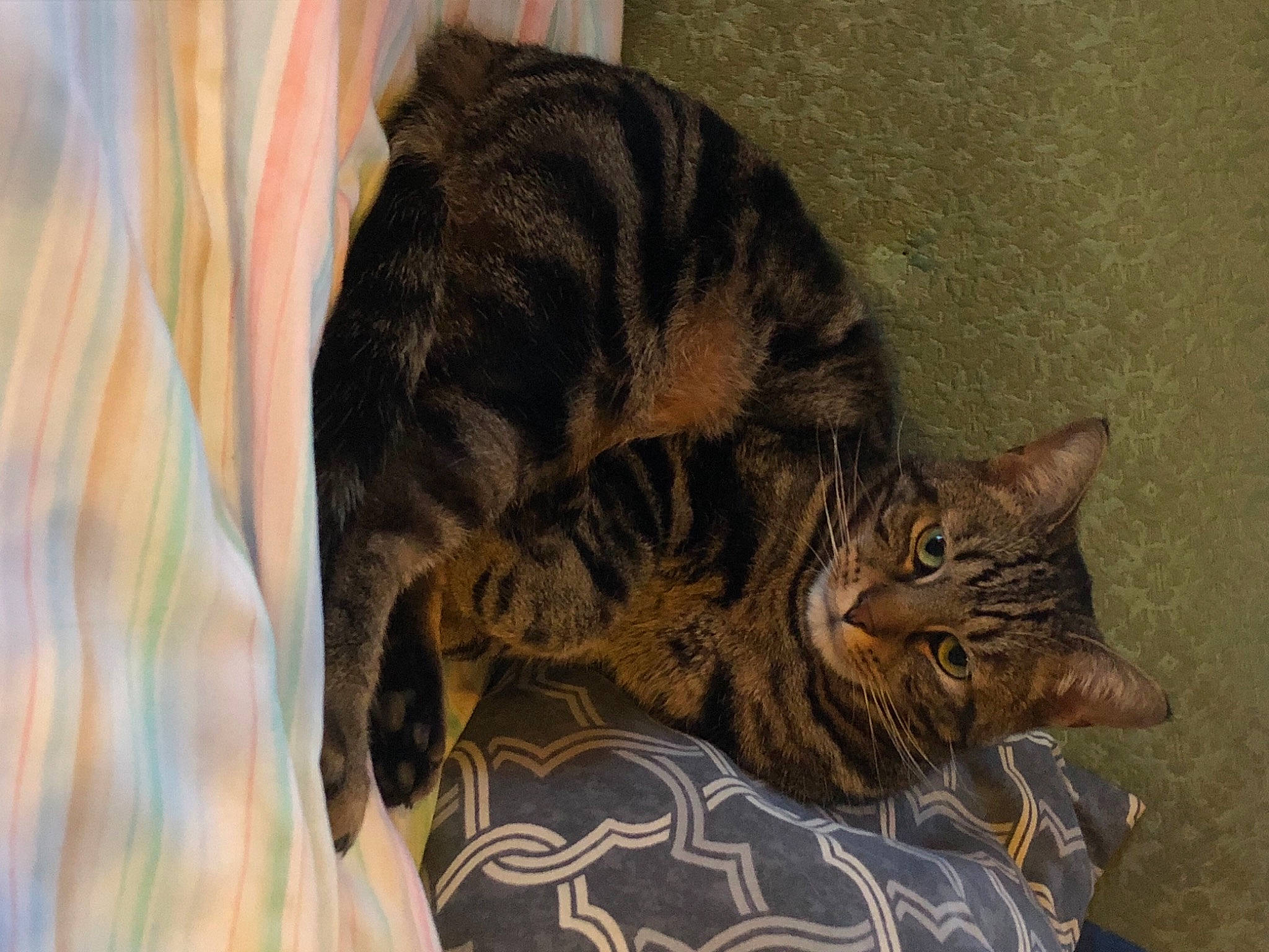 Drago Avery joined the competition — help win amazing prizes! carnivore, cat, comfort, domestic_short_haired_cat, felidae, fur, pattern, paw, small_to_medium_sized_cats, tail, terrestrial_animal, whiskers, wildlife, wood