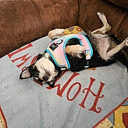 Precious. joined the competition — help win amazing prizes! animal, black_and_white, blanket, brown_couch, canine, comfortable, cozy, cute, dog, fur, harness, home, indoor, lying_down, paw, pet, puppy, relaxed, resting, small_dog