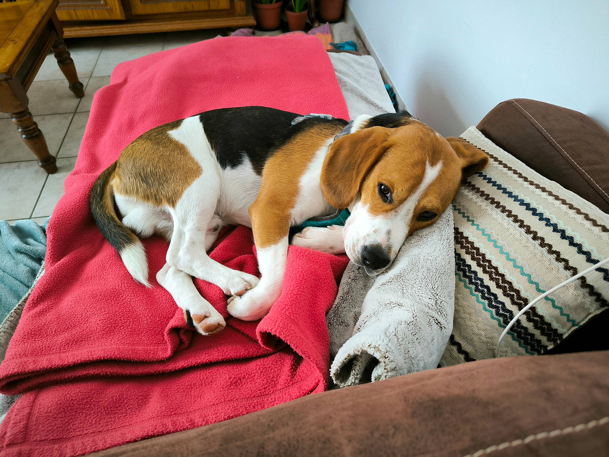 Urgo a rejoint le concours — aidez-le/la à gagner de superbes lots ! canidae, carnivore, chair, collar, comfort, companion_dog, dog, dog_breed, dog_supply, flooring, fur, hound, scent_hound, sporting_group, working_animal