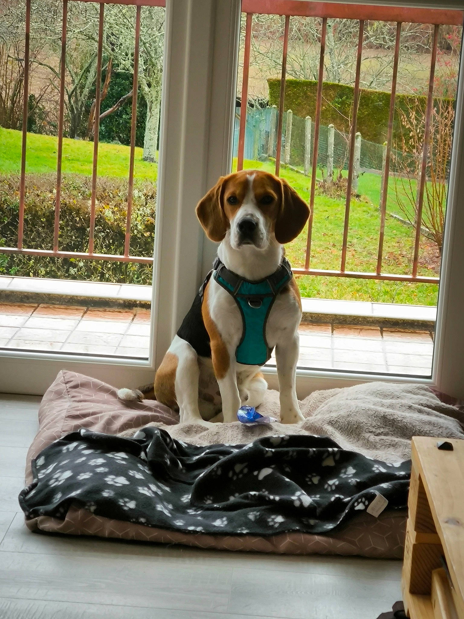 Urgo a rejoint le concours — aidez-le/la à gagner de superbes lots ! beaglier, canidae, carnivore, comfort, companion_dog, dog, dog_breed, dog_supply, fawn, fence, finnish_hound, hardwood, hound, pet_supply, plant, scent_hound, shade, sporting_group, wood, working_animal