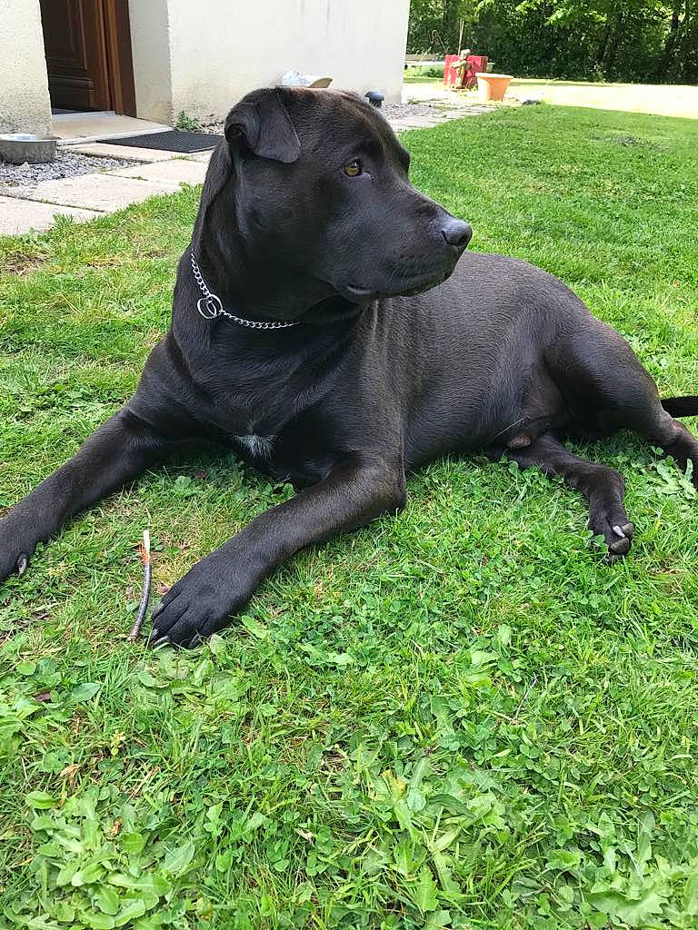 Ocean a rejoint le concours — aidez-le/la à gagner de superbes lots ! borador, carnivore, collar, companion_dog, dog, dog_breed, dog_collar, dog_supply, door, fawn, grass, guard_dog, gun_dog, non_sporting_group, plant, retriever, snout, tail, whiskers, working_animal