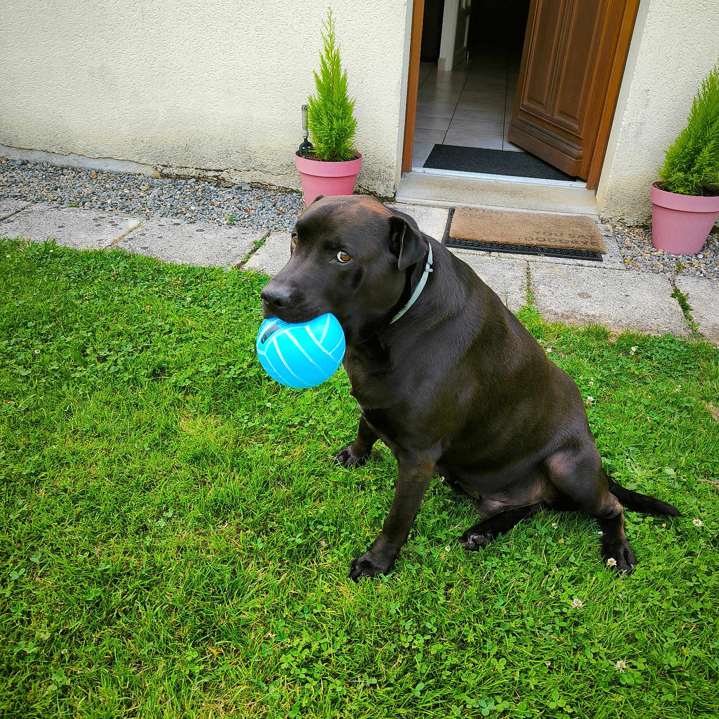 Ocean participe au concours pour gagner de l'argent avec cette photo : animal, ball, baseball, baseballball, canine, cookware, dog, grass, homedecor, labradorretriever, lawn, path, pet, plant, pot, rug, sphere, sport, walkway, wood