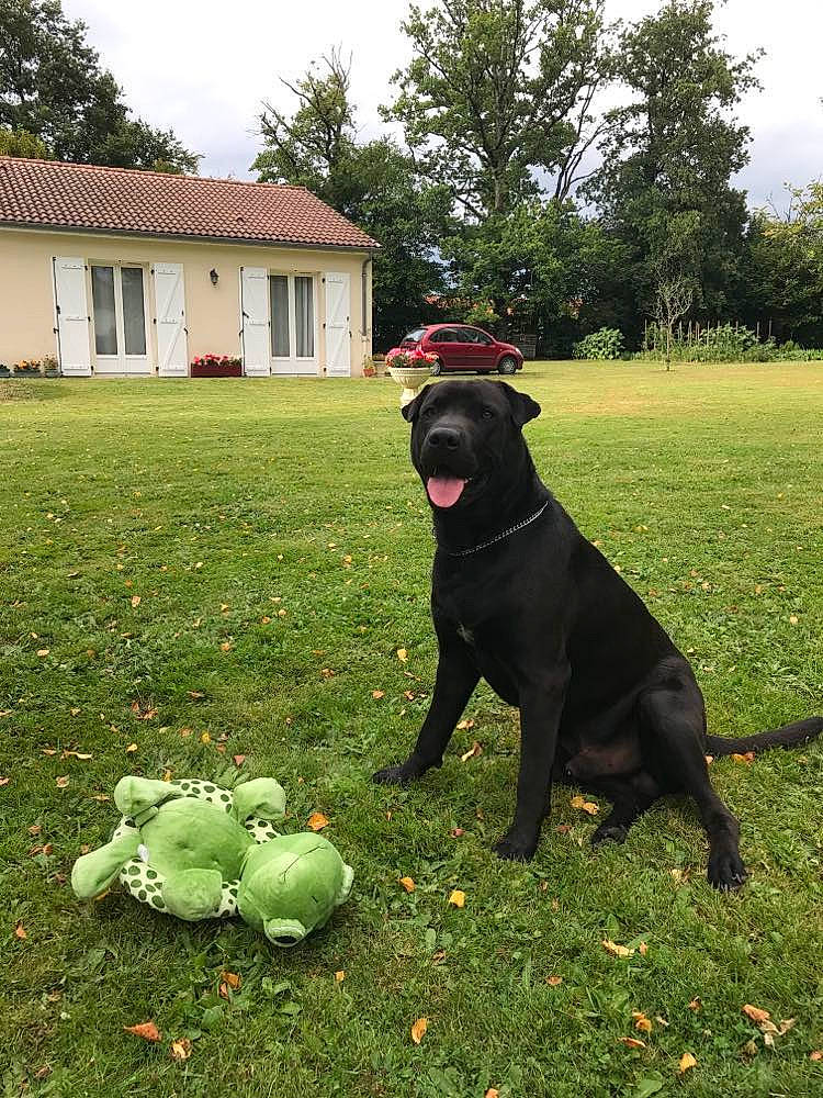 Ocean participe au concours pour gagner de l'argent avec cette photo : building, carnivore, collar, companion_dog, dog, dog_breed, dog_collar, grass, grassland, house, lawn, meadow, pasture, plant, shrub, sky, tail, tree, window, working_animal