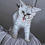 Luna Rue is registered to the contest to win money with this photo: kitten, cat, tongue_out, fluffy, white, pet, animal, cute, playful, standing, soft_surface, indoor, young, feline, fur, whiskers, ears, expression, small, domestic
