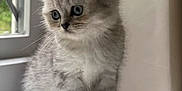 Luna Rue is registered to the contest to win money with this photo: kitten, cat, gray_fur, blue_eyes, windowsill, indoor, pet, young_animal, cute, fluffy, small_paws, natural_light, curious, sitting, feline, domestic_animal, window, soft_fur, close_up, adorable