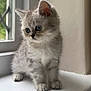 kitten, cat, gray_fur, blue_eyes, windowsill, indoor, pet, young_animal, cute, fluffy, small_paws, natural_light, curious, sitting, feline, domestic_animal, window, soft_fur, close_up, adorable