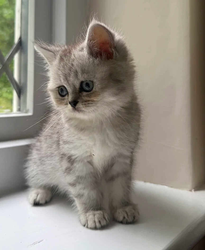 Luna Rue