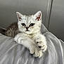 Luna Rue is registered to the contest to win money with this photo: kitten, cat, animal, pet, furry, cute, paws, whiskers, eyes, face, indoor, resting, soft, gray, white, fur, young, small, cozy, relaxed