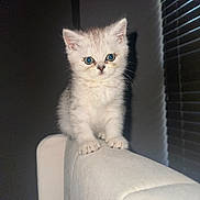 Luna Rue is registered to the contest to win money with this photo: kitten, cat, white_cat, blue_eyes, feline, pet, indoor, couch, furniture, curious, small, young, animal, whiskers, ears, paws, sitting, cute, domestic, portrait