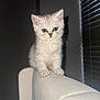 kitten, cat, white_cat, blue_eyes, feline, pet, indoor, couch, furniture, curious, small, young, animal, whiskers, ears, paws, sitting, cute, domestic, portrait