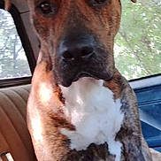 Tiger joined the competition — help win amazing prizes! dog, brindle, pet, canine, animal, car_interior, window, seat, close_up, portrait, looking_at_camera, ears, nose, fur, white_chest, brown, black, sitting, daylight, vehicle