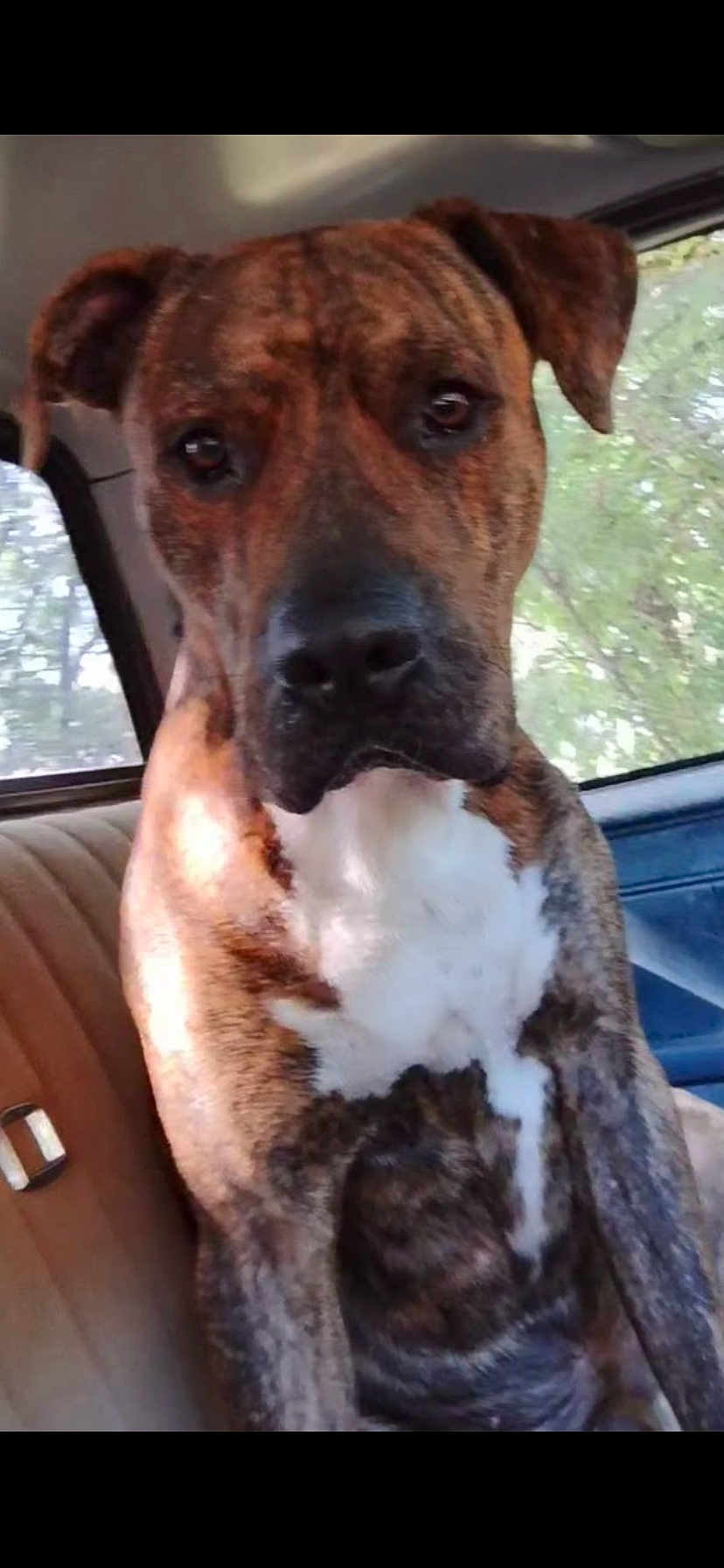 Tiger joined the competition — help win amazing prizes! dog, brindle, pet, canine, animal, car_interior, window, seat, close_up, portrait, looking_at_camera, ears, nose, fur, white_chest, brown, black, sitting, daylight, vehicle