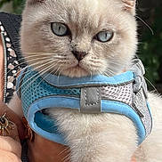 Bonny a rejoint le concours — aidez-le/la à gagner de superbes lots ! cat, kitten, cream_colored, blue_harness, pet, animal, outdoor, portrait, close_up, whiskers, pointed_ears, blue_eyes, fur, held, person, trees, foliage, smartphone_screenshot, harness, cute