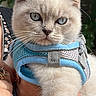 animal, blue_eyes, blue_harness, cat, close_up, cream_colored, cute, foliage, fur, harness, held, kitten, outdoor, person, pet, pointed_ears, portrait, smartphone_screenshot, trees, whiskers