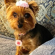 Ruby joined the competition — help win amazing prizes! dog, yorkshire_terrier, pet, small_dog, flower_accessory, collar, tag, eyes, fur, face, ears, blanket, towel, couch, patterned_background, indoor, portrait, close_up, sitting, adorable