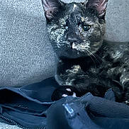 Iris joined the competition — help win amazing prizes! animal, cat, closeup, couch, cozy, cute, domestic, ears, fabric, feline, fur, indoor, one-eyed, one_eye_cat, pet, portrait, relaxed, resting, tortoiseshell, whiskers