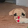 Puggles is registered to the contest to win money with this photo: animal, black_ears, carpet, cozy, cuddling, dog, home, indoor, lying_down, pet, playing, plush_toy, portrait, pug, puppy, red_accents, sleepy, toy, white_toy, wrinkled_face