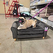 Puggles joined the competition — help win amazing prizes! animal, bedding, collar, cushions, dog, dog_bed, funny, indoor, leash, lying_down, pet, pet_store, portrait, pug, retail, shelves, sitting, sofa, store_aisle, tongue_out