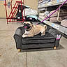 animal, bedding, collar, cushions, dog, dog_bed, funny, indoor, leash, lying_down, pet, pet_store, portrait, pug, retail, shelves, sitting, sofa, store_aisle, tongue_out