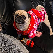Puggles is registered to the contest to win money with this photo: dog, pug, pet, hoodie, clothing, red, pink, black_leather_couch, indoor, cozy, plush_toy, cushion, fur, small_dog, animal, cute, looking_up, domestic, companion, furniture