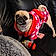 Puggles