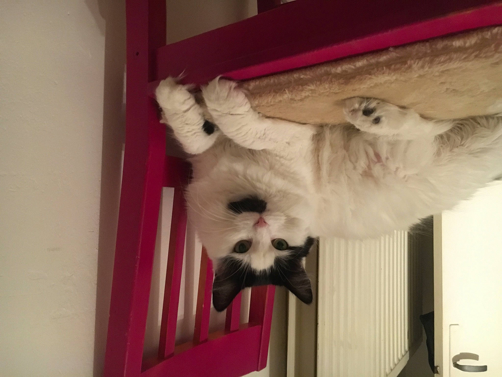 Chipie participe au concours pour gagner de l'argent avec cette photo : canidae, carnivore, cat, companion_dog, dog_breed, domestic_short_haired_cat, door, fang, fawn, felidae, fur, hardwood, non_sporting_group, paw, small_to_medium_sized_cats, snout, sporting_group, tail, whiskers, wood