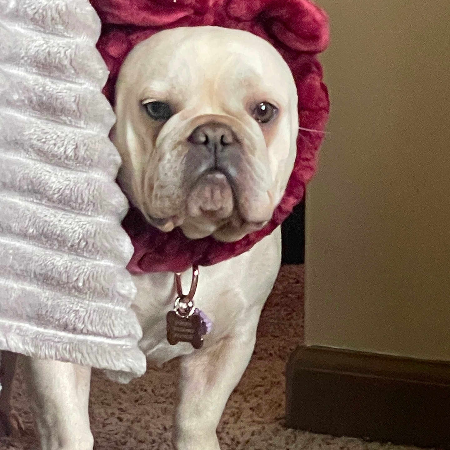 Peachez is registered to the contest to win money with this photo: animal, bulldog, carpet, collar, costume, curtain, cute, dog, expression, face, fur, home, indoor, lion_mane, looking, paw, pet, standing, tag, white