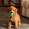 Sebastian is registered to the contest to win money with this photo: apricot_coat, armchair, books, bookshelf, candle_holder, carpet, cozy, curly_fur, cute, decor, dog, fluffy, green_bandana, indoors, living_room, pet, portrait, puppy, sitting, sunlight