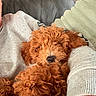 dog, puppy, curly_fur, apricot_coat, fluffy, small_dog, pet, animal, nose, eyes, snuggling, cozy, couch, blanket, home, indoors, portrait, close_up, cuddling, cute