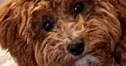 Sebastian is registered to the contest to win money with this photo: animal, black_nose, brown_dog, carpet, close_up, curly_fur, cute, dark_eyes, dog, doorway, floor, floppy_ears, funny, home, indoor, looking_at_camera, pet, portrait, puppy, shaggy_fur