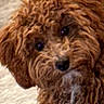 dog, puppy, brown_dog, curly_fur, shaggy_fur, floppy_ears, black_nose, dark_eyes, pet, animal, portrait, indoor, doorway, carpet, floor, home, close_up, looking_at_camera, cute, funny