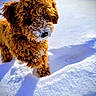 Sebastian is registered to the contest to win money with this photo: animal, black_nose, brown_dog, close_up, cold, curly_fur, dog, frost, frosty_muzzle, nature, outdoors, pet, portrait, puppy, snow, snowdrift, standing, sunlight, walking, winter